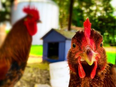 Do Texas Chickens Qualify for Ag Exemption in Texas?