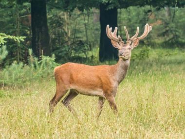 When Do Deer Lose Their Velvet in Texas?