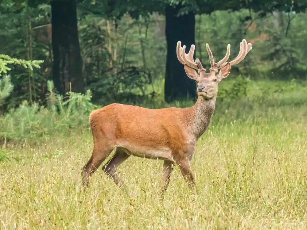 Deer in grass with velvet on antlers