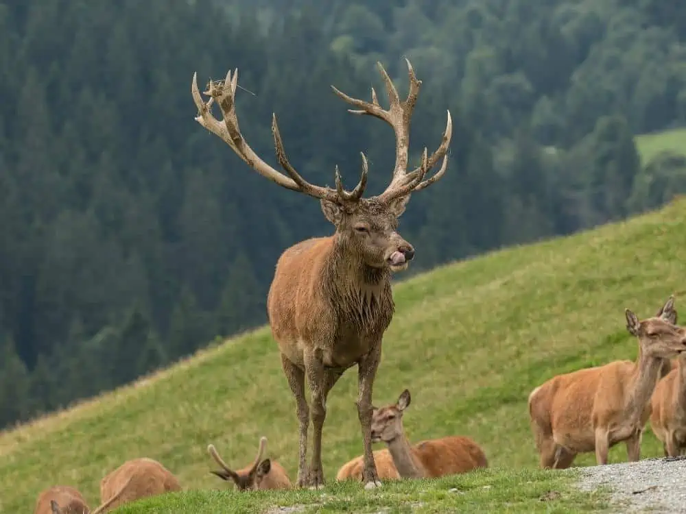 Deer on grass without velvet on antlers