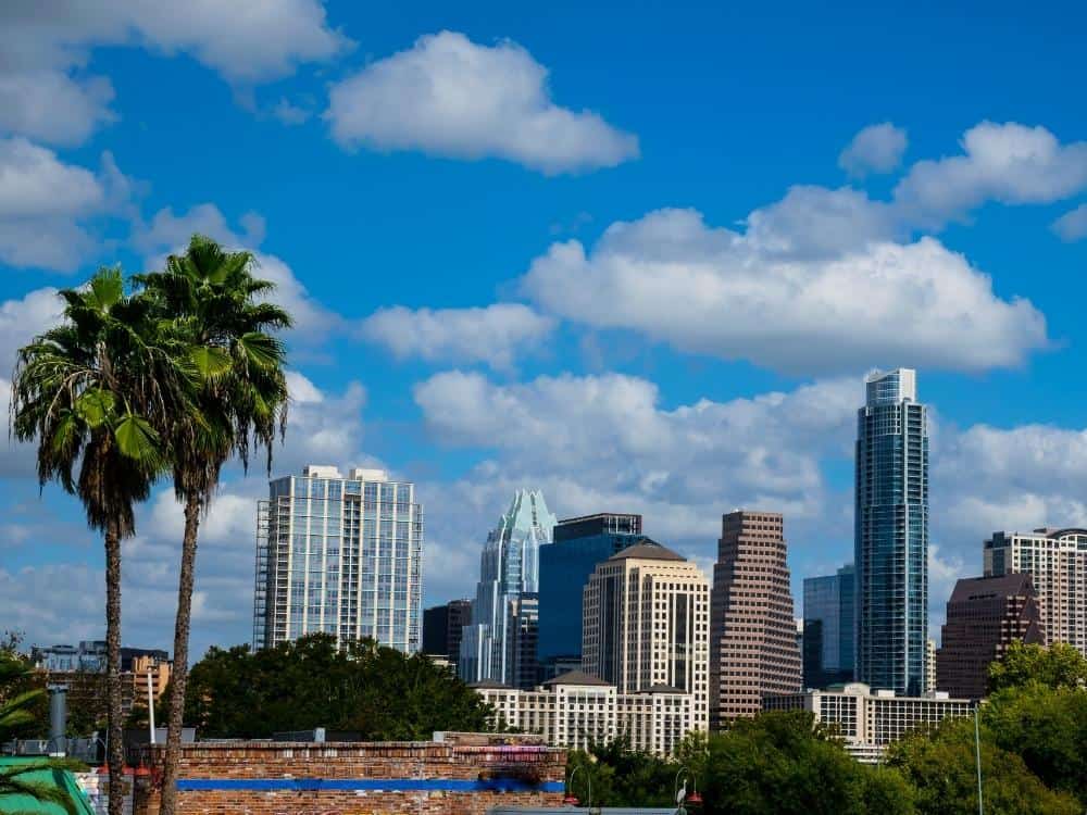 Palm trees in Austin Texas