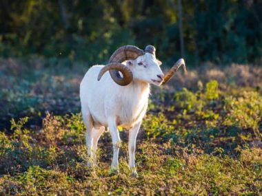 Can You Eat Texas Dall Ram?
