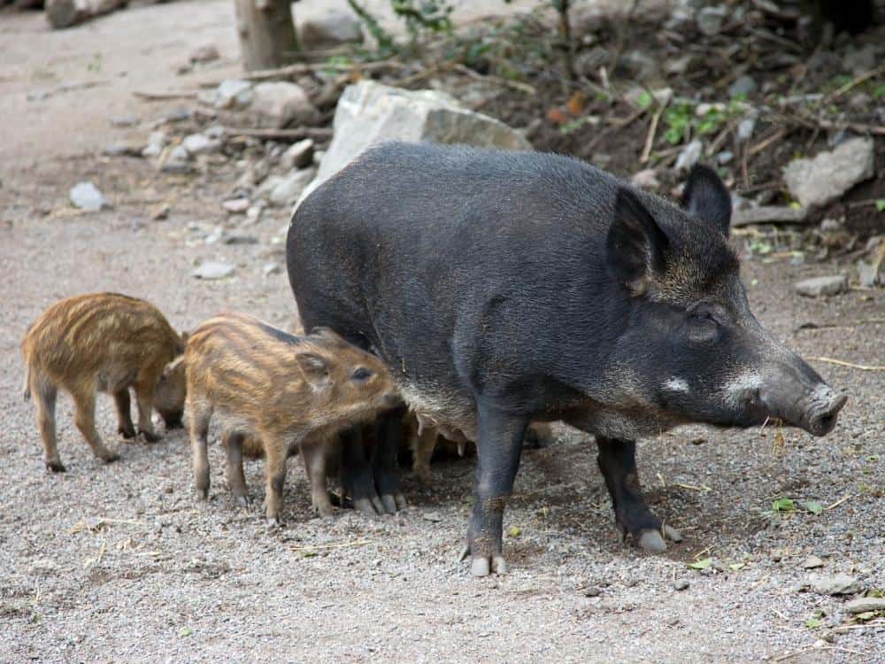 Wild hog and piglets
