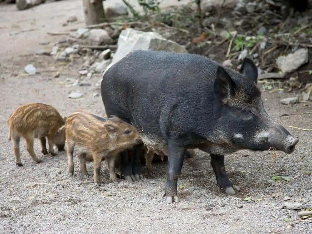 Wild hog and piglets
