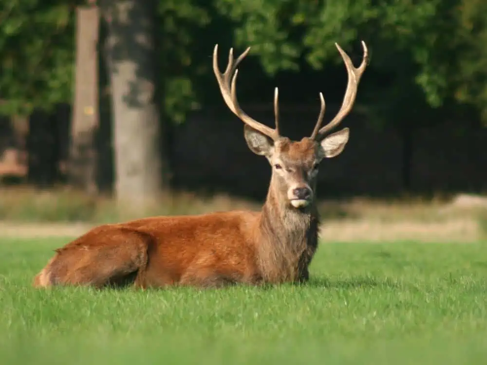 deer lying on grass without velvet on antlers