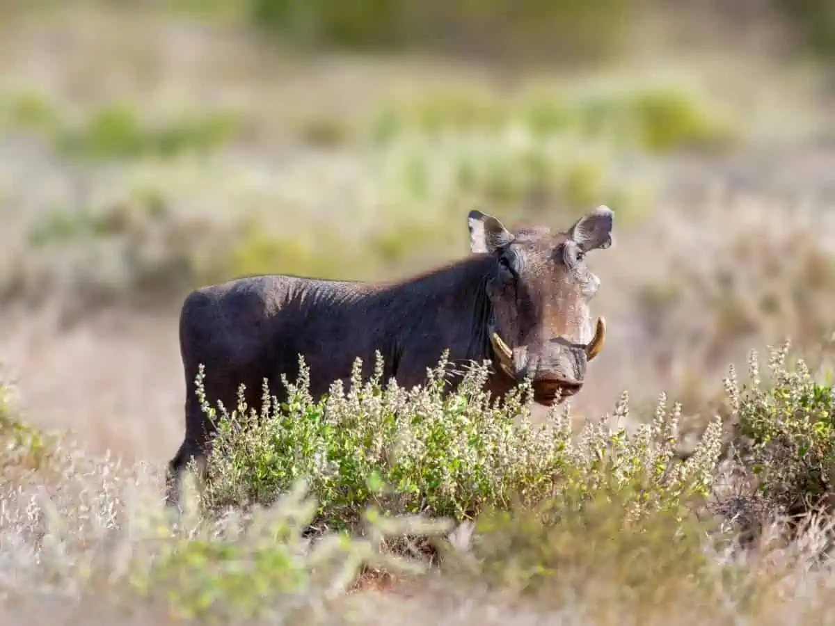 A Warthog checking to make sure there are no predators around - Texas View
