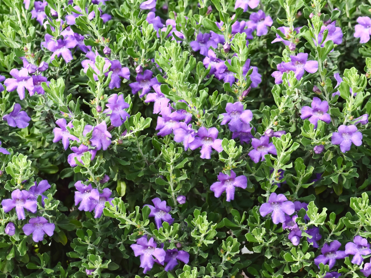 Barometer Bush or Texas Sage in bloom - Texas News, Places, Food, Recreation, and Life.