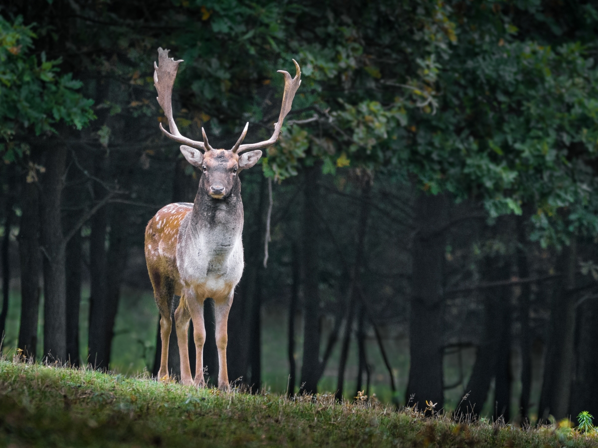 Fallow Deer in the Forest - Texas View