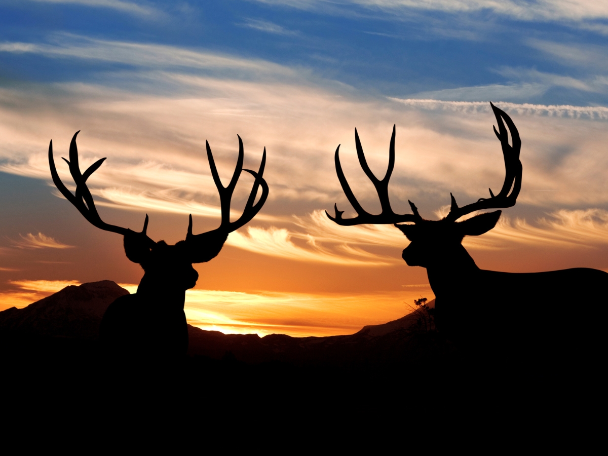 Mule Deer silhouette - Texas View