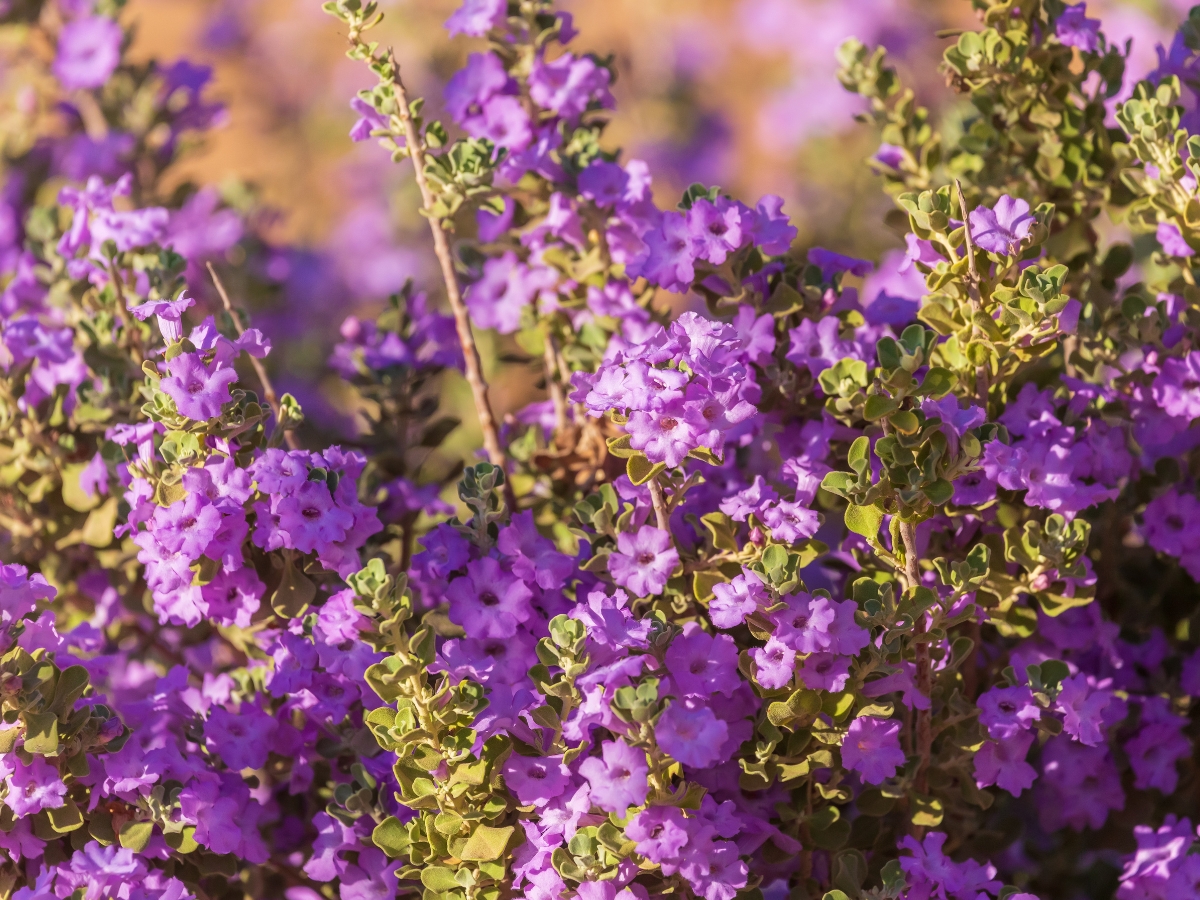 Pink texas sage bush with a flowers - Texas View