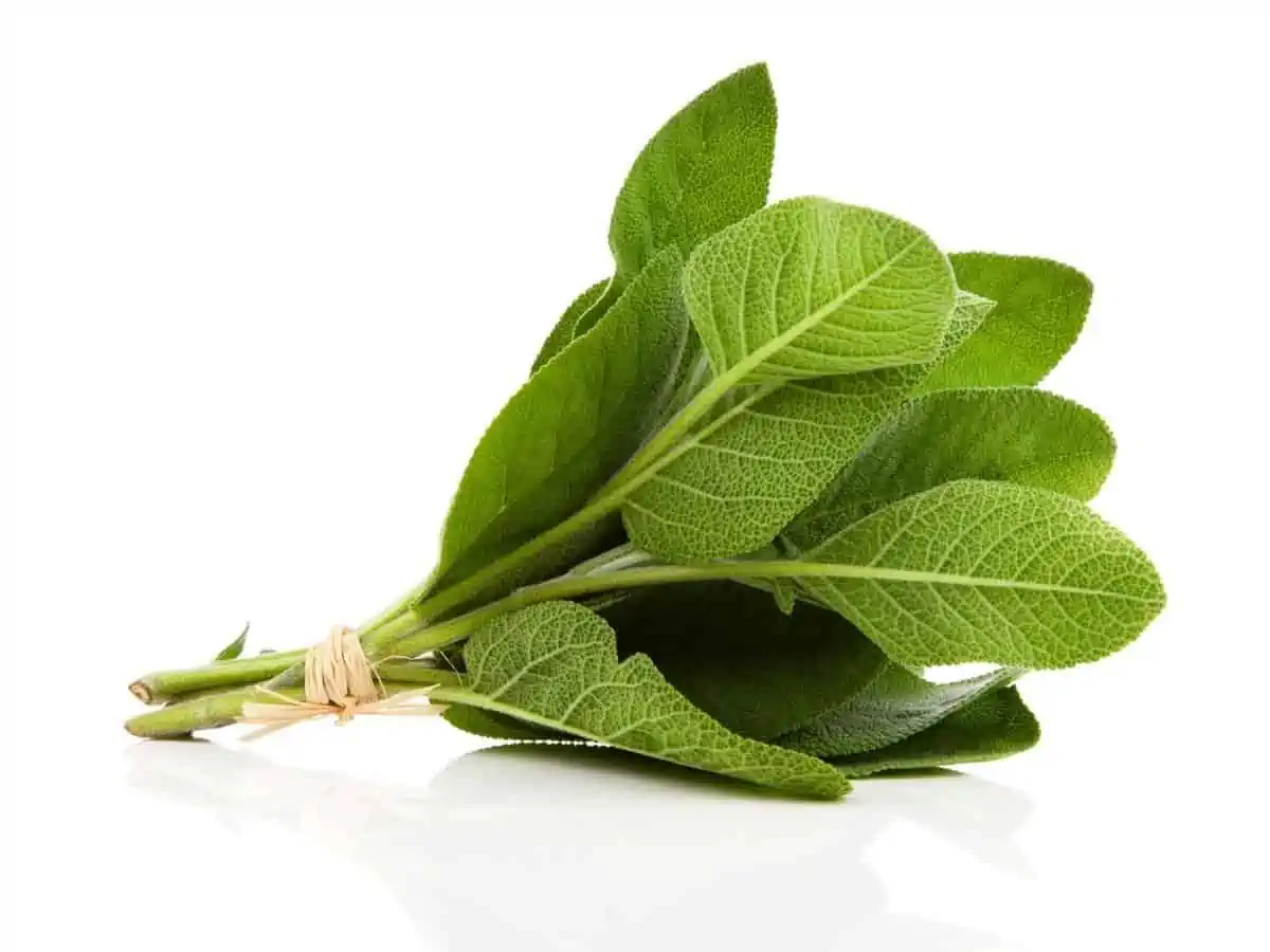 Sage on a white background - Texas View