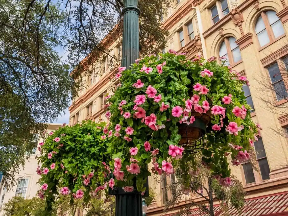 Beautiful San Antonio Texas East Houston Street with hanging flower baskets on a lamp post with architecture behind. - Texas News, Places, Food, Recreation, and Life.