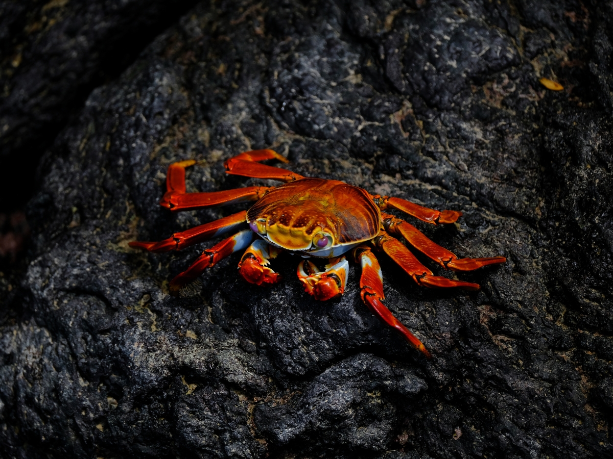 Red Crab On Rock - Texas View