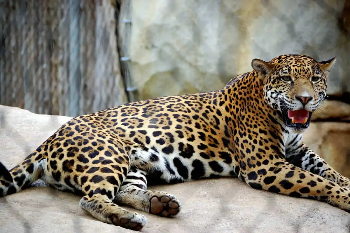 Adult jaguar in Waco Texas Cameron Park Zoo. - Texas View