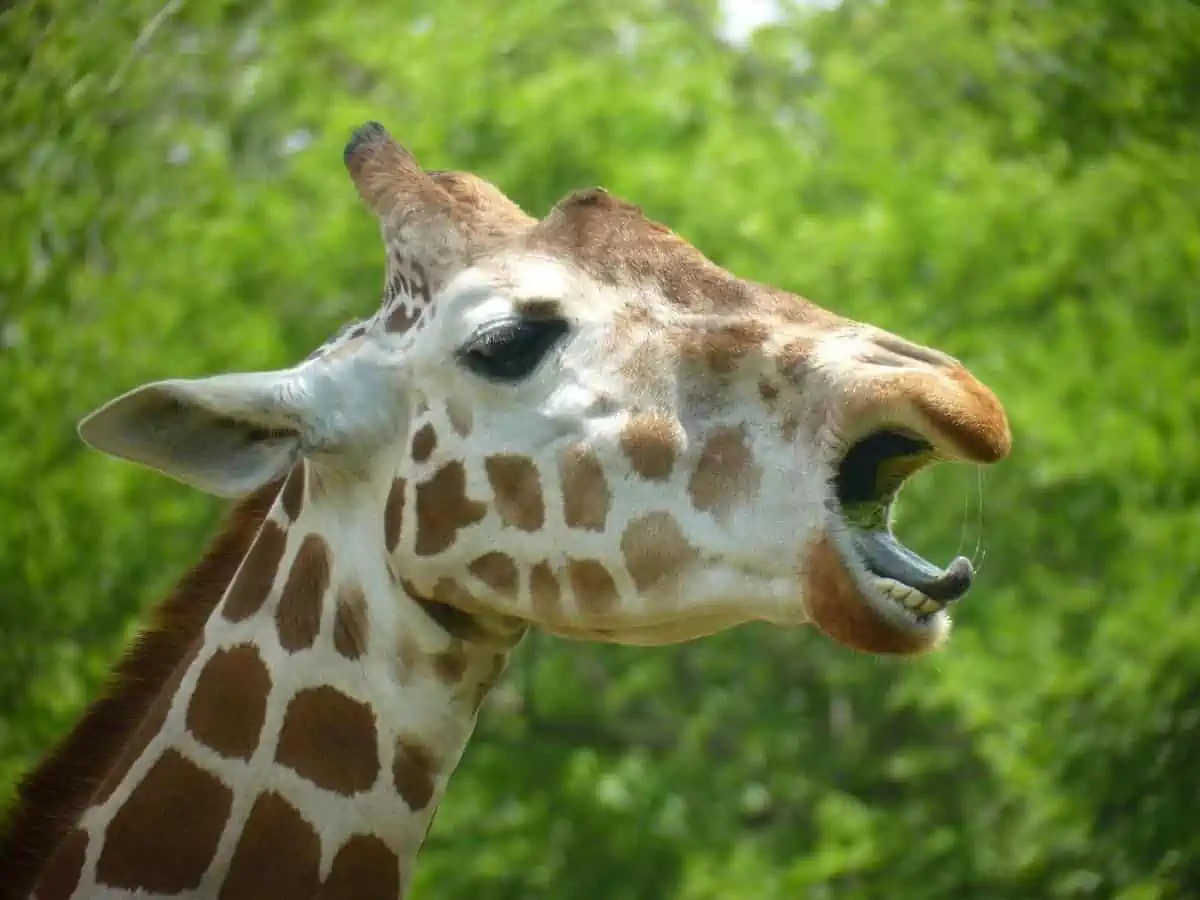 Giraffe at Cameron Zoo. - Texas View
