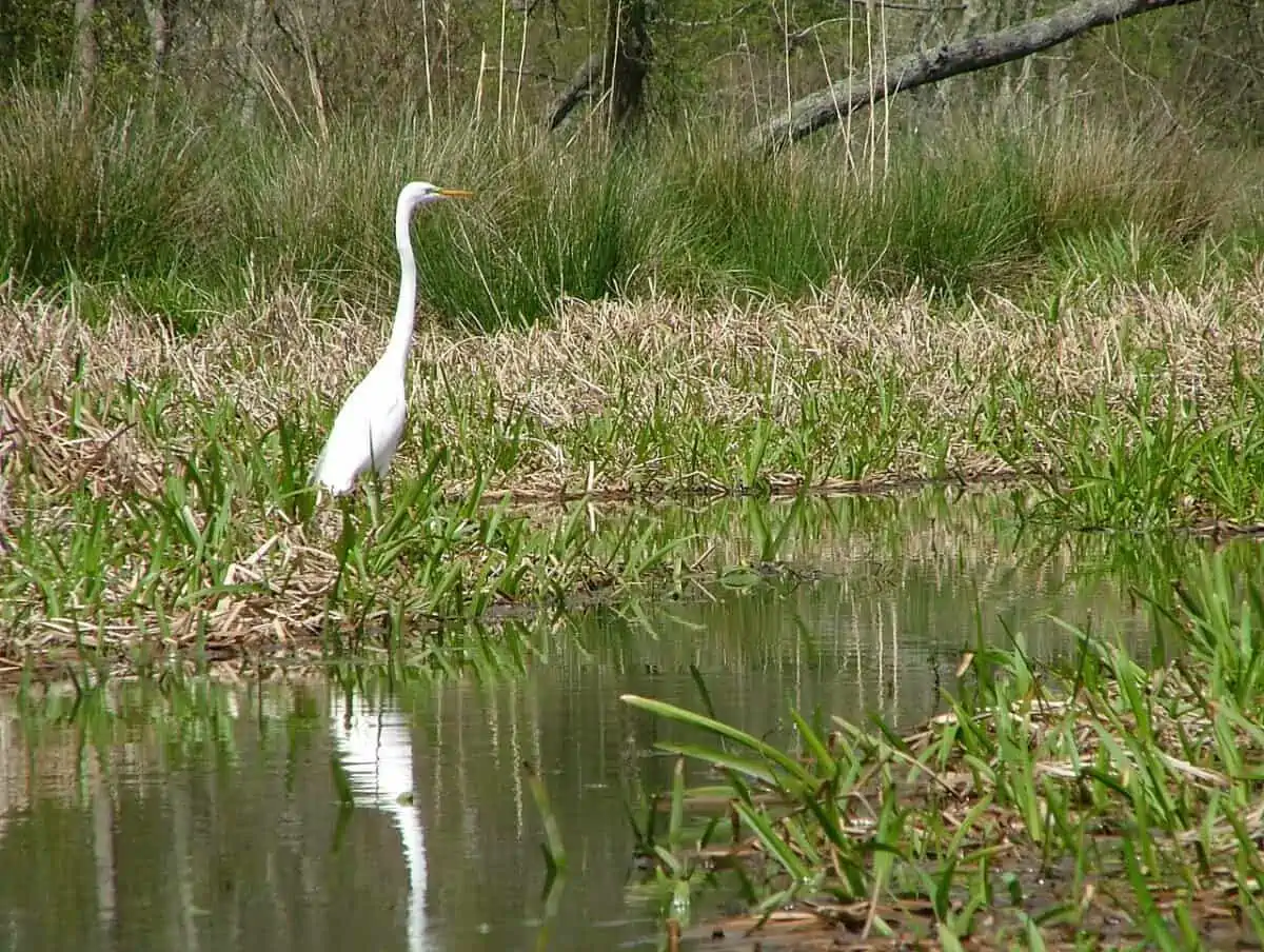 Great Egret at Lake Raven in Huntsville State Park Texas - Texas View