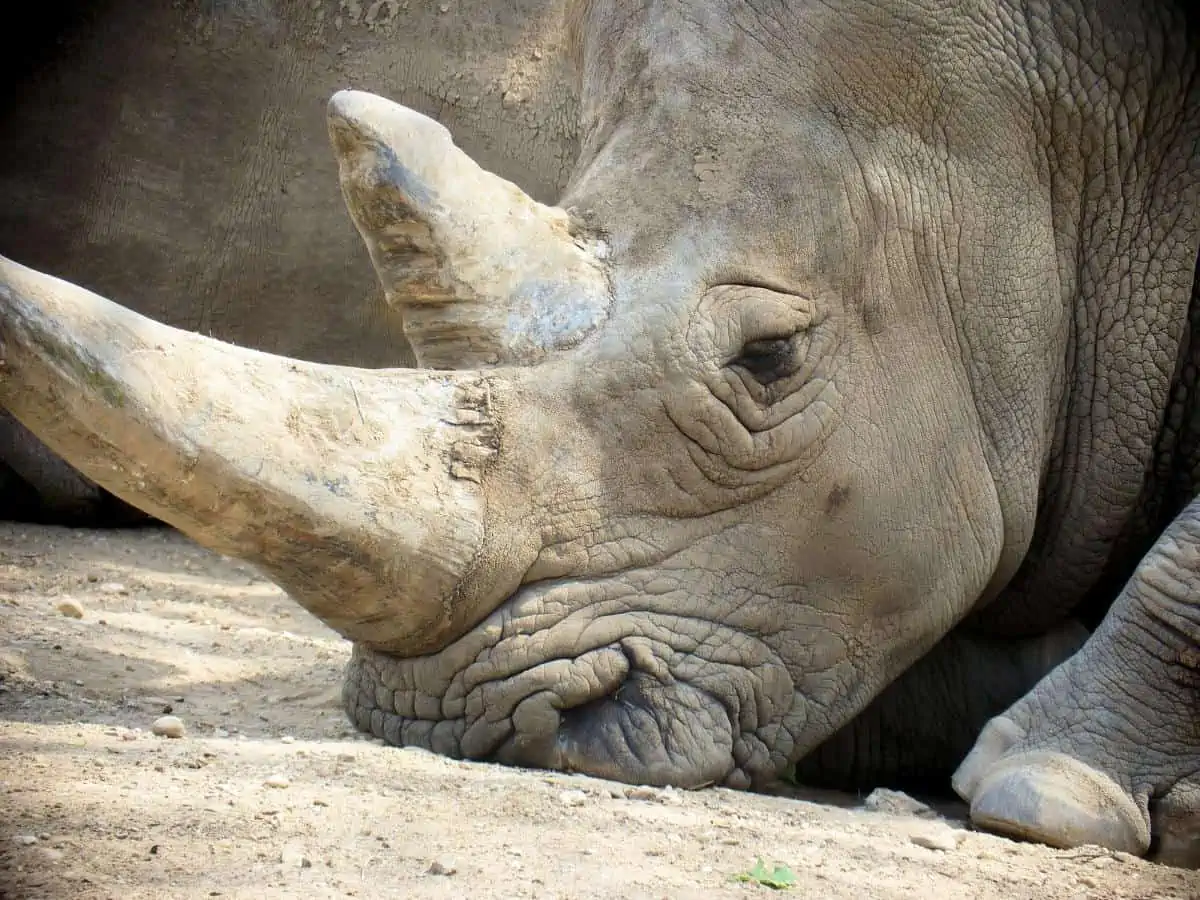 Rhino at Cameron Zoo. - Texas View