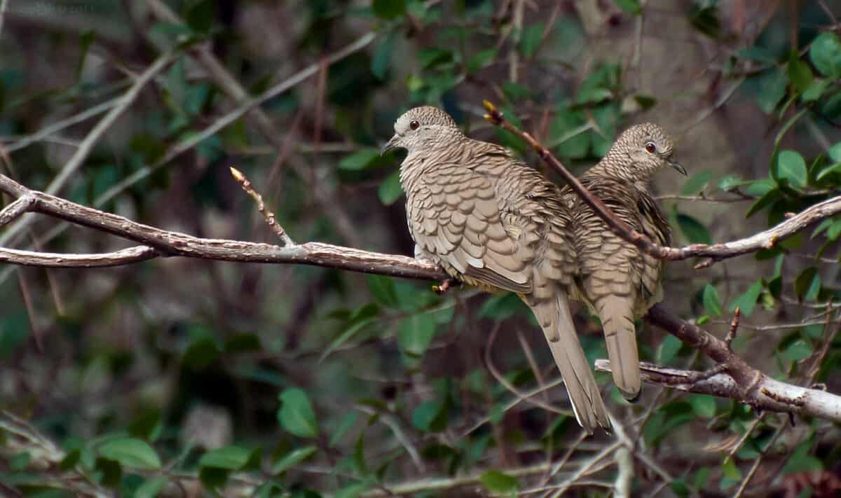 Two Inca Doves in Huntsville Texas USA. - Texas View