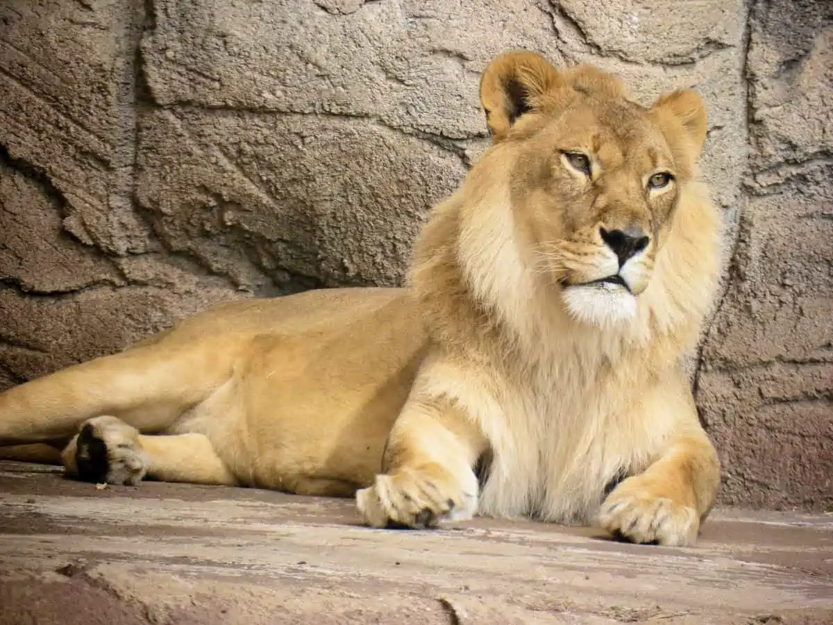 Young Lion At Cameron Zoo. - Texas News, Places, Food, Recreation, And Life.