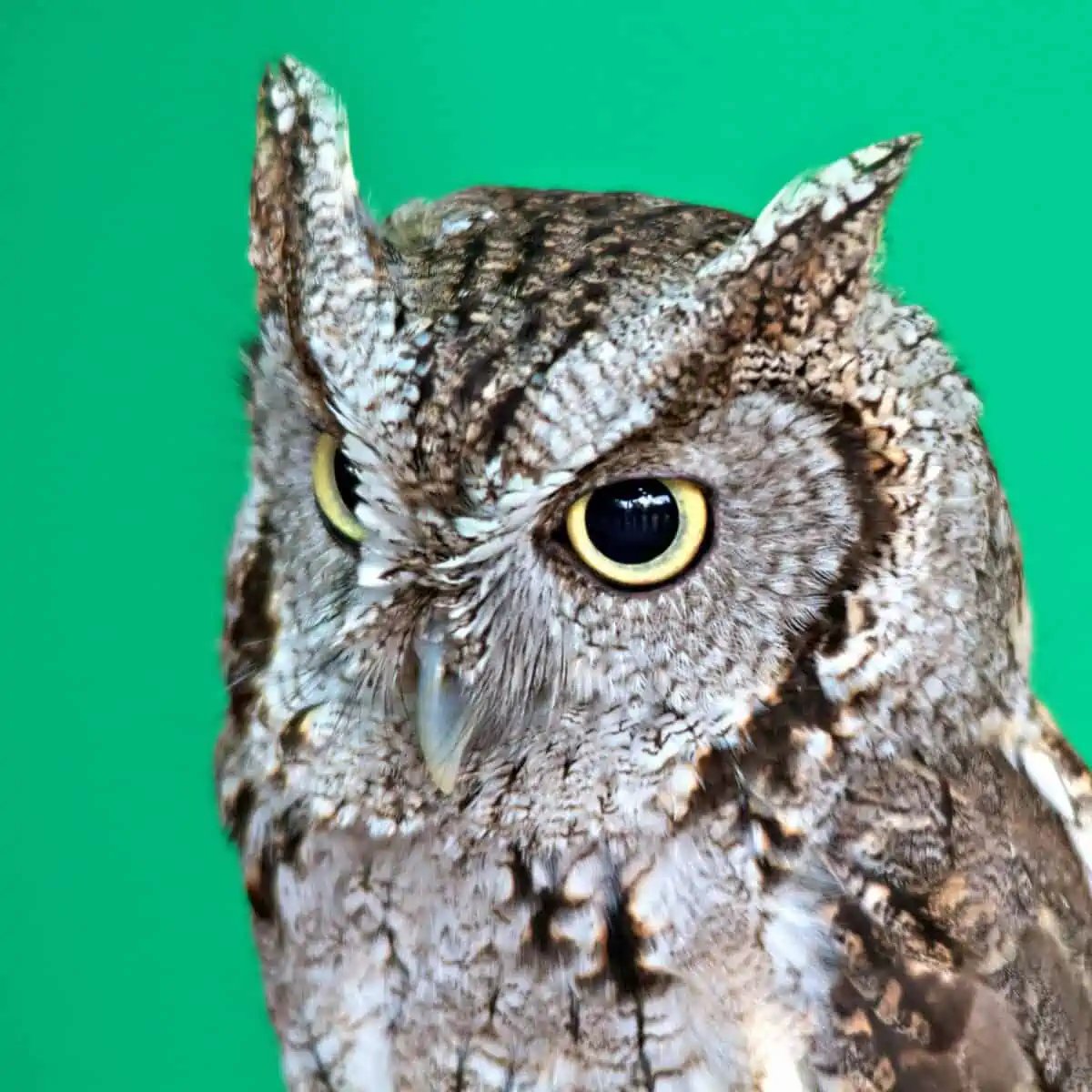 Houston Zoo screech owl. - Texas News, Places, Food, Recreation, and Life.