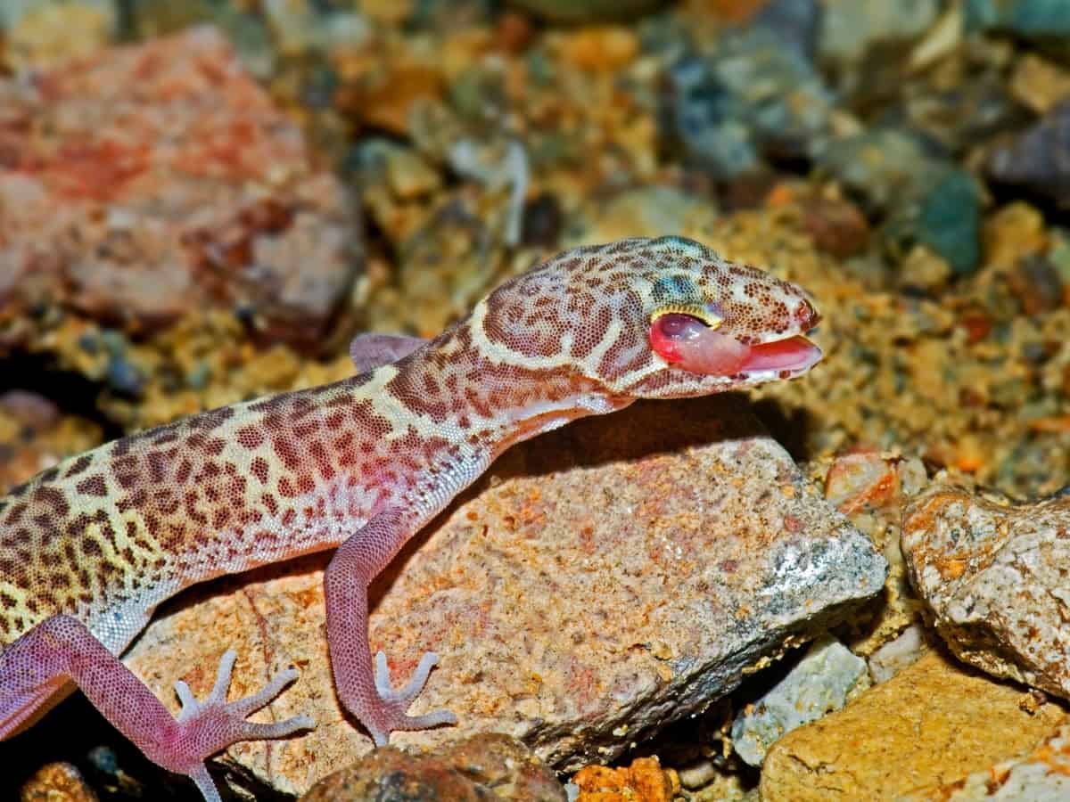 A Texas Banded Gecko Coleonyx Brevis Cleaning Its Eye. 2 - Texas View