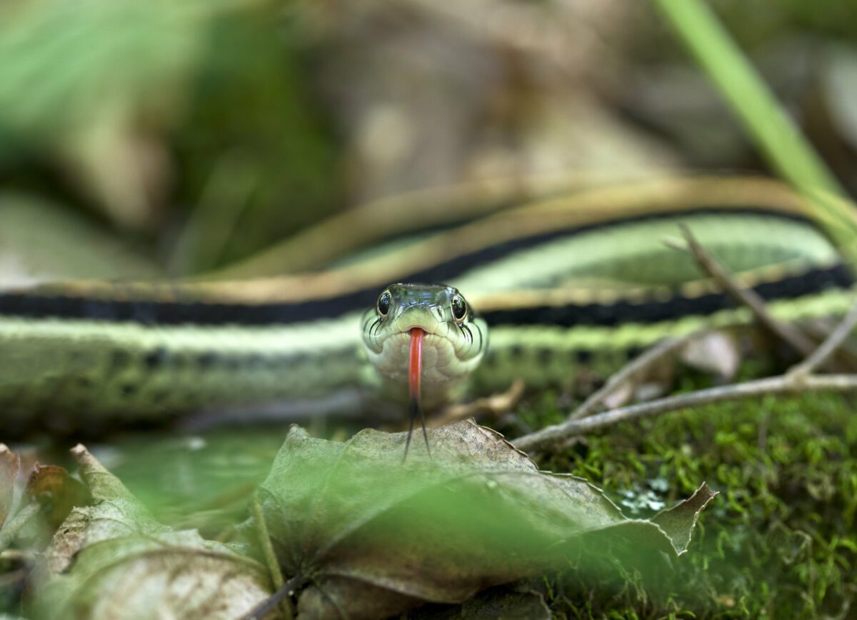 A close up shot of a Western Ribbon Snake Thamnophis proximus with its tongue out. This snake is a species of garter snake. - Texas View