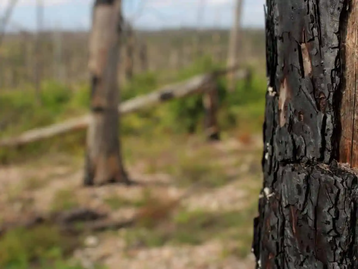 A partially burned tree in the foreground with new growth in the background three years after the Bastrop forest fire. - Texas View
