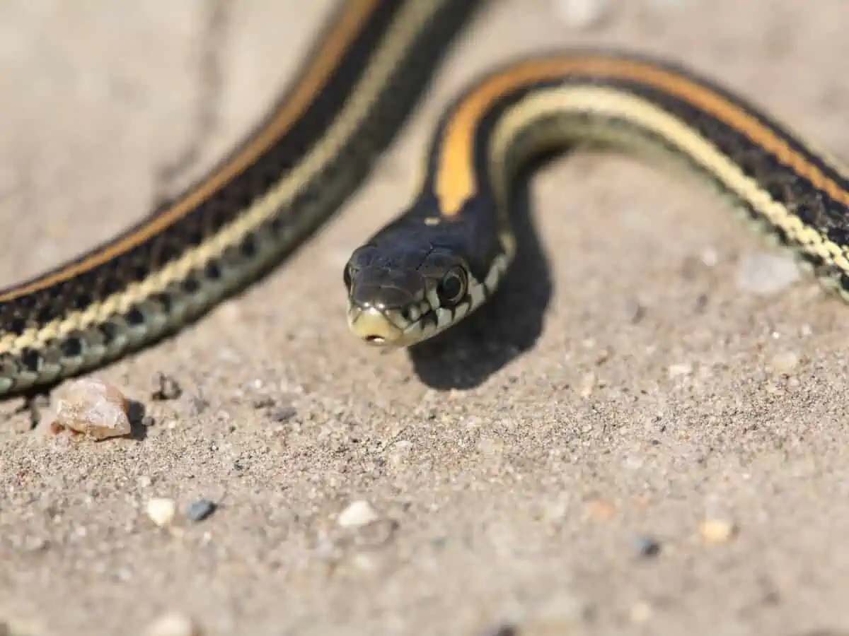 Baby garter snake crossing a Saskatchewan road. - Texas View