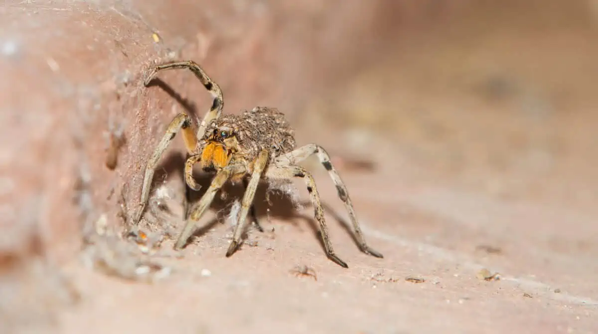 Baby Spiders On Back Of Mother Crawling On Floor - Texas News, Places, Food, Recreation, And Life.