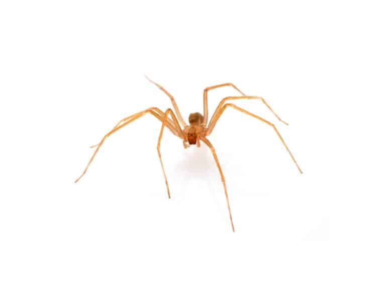 Brown recluse spider in front of white background. - Texas View
