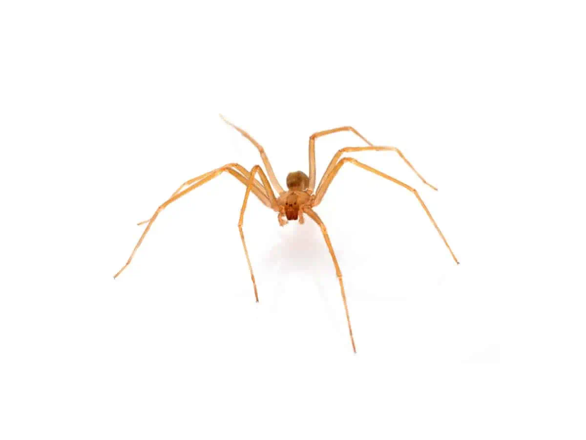 Brown recluse spider in front of white background. - Texas View