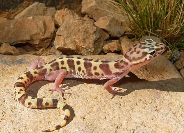 Coleonyx Variegatus This is a Western Banded Gecko. - Texas View