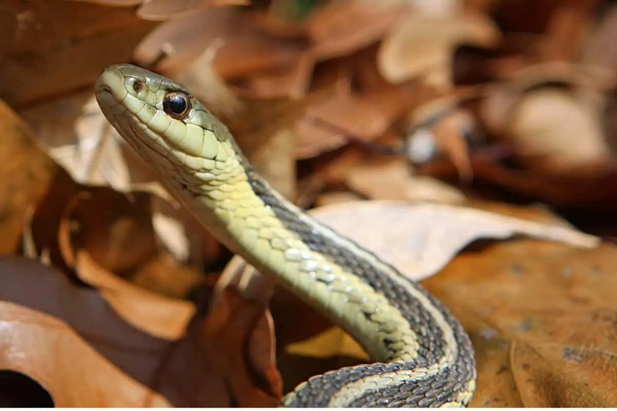 Common Garter Snake Thamnophis sirtalis On Leaves In Morning Sun. - Texas View