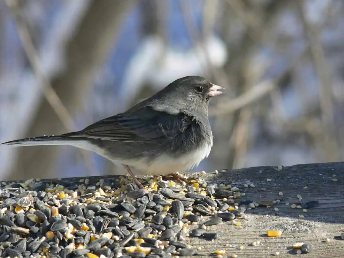 Dark eyed Junco Wind In Feathers. - Texas View