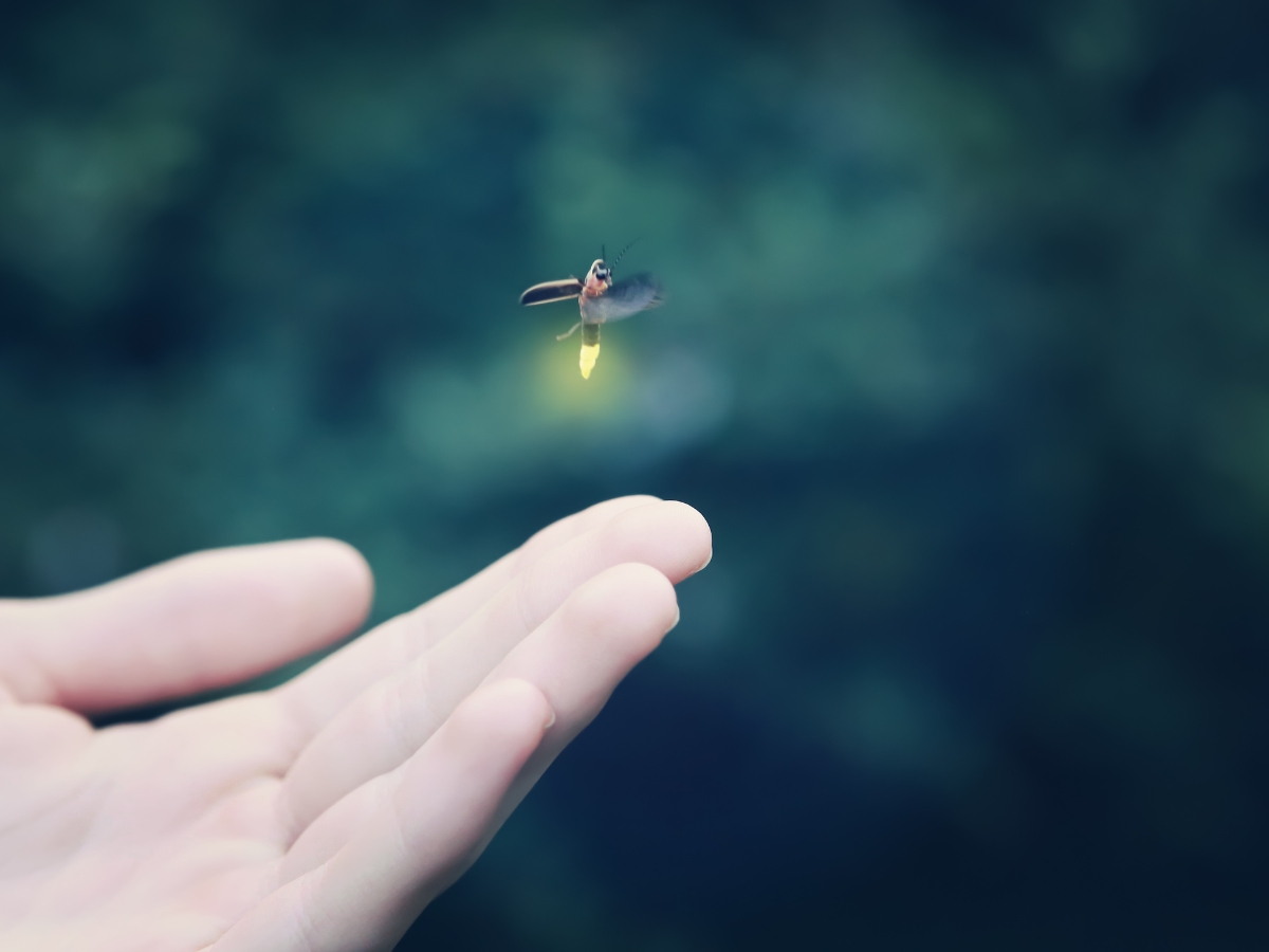 Firefly Flying Away from a Childs Hand - Texas News, Places, Food, Recreation, and Life.