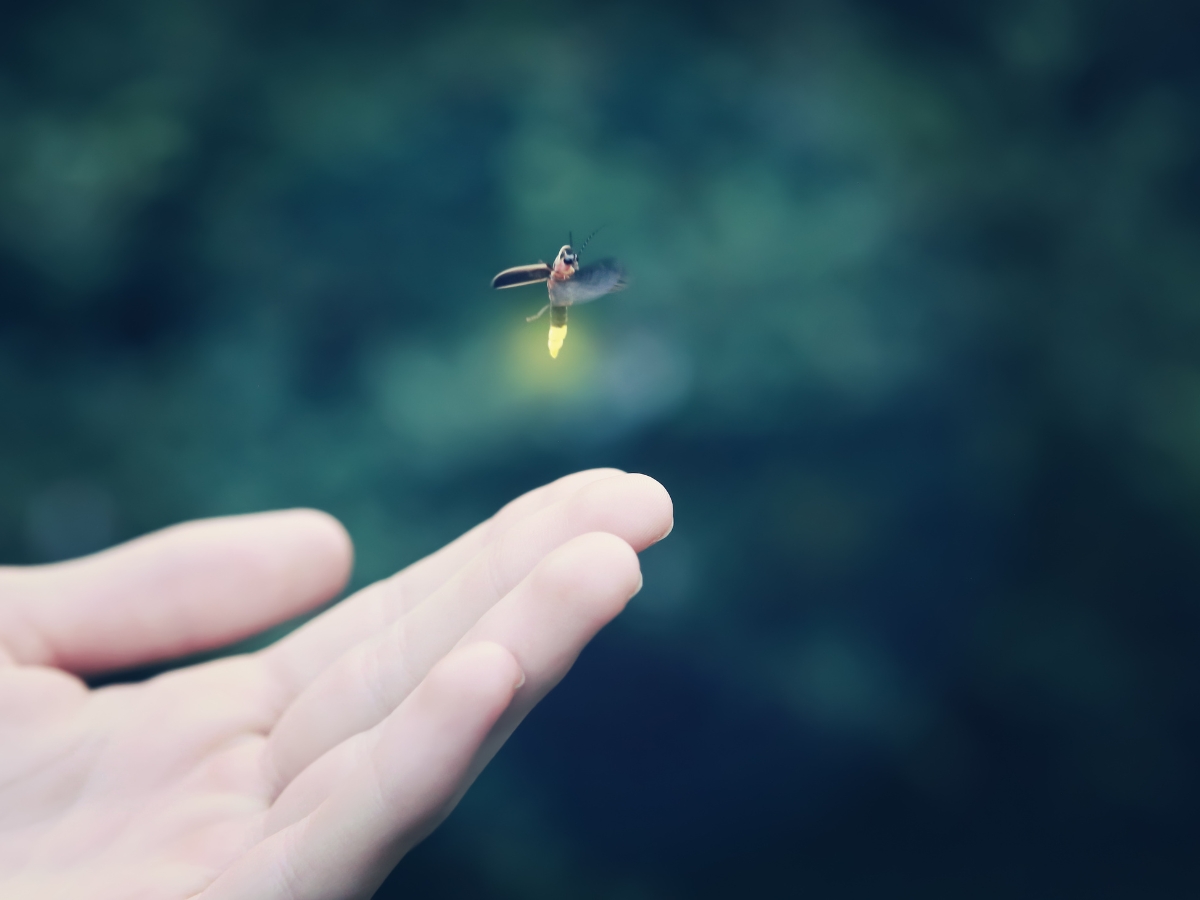 Firefly Flying Away from a Childs Hand - Texas View