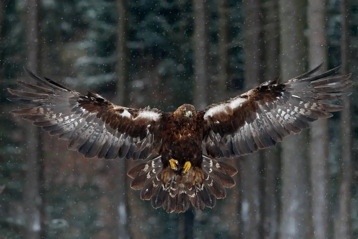 Flying bird of prey golden eagle. - Texas View
