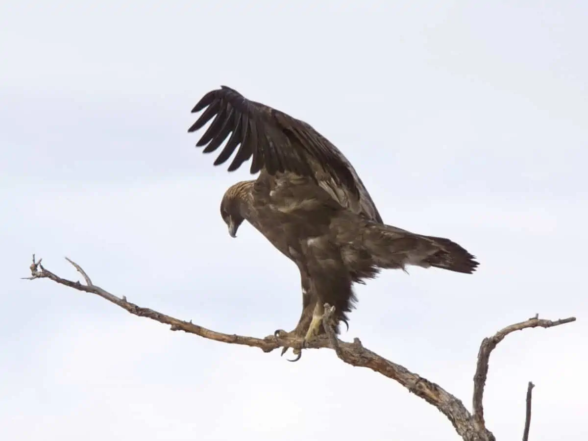 Golden Eagle watching prey on a branch - Texas View
