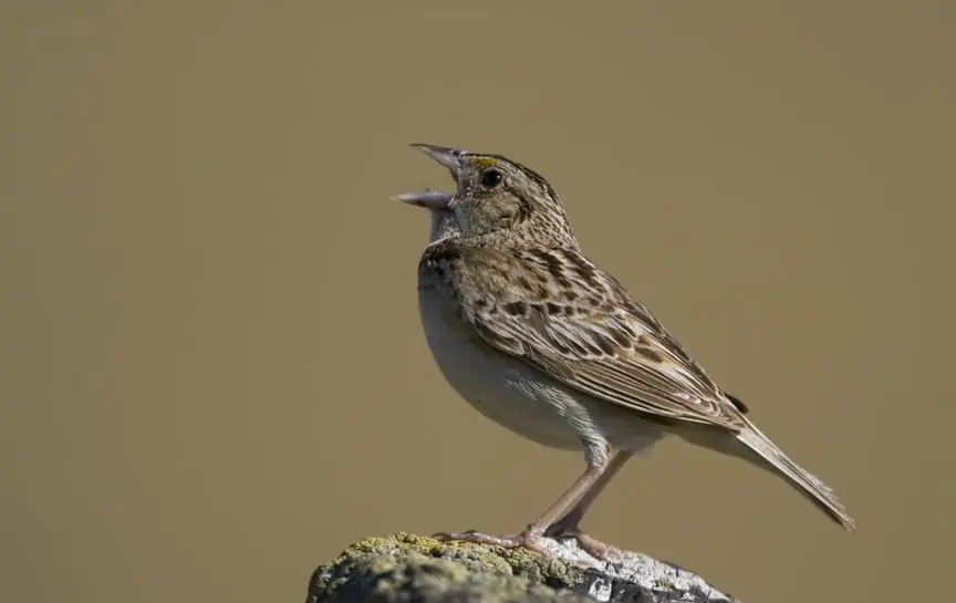 Grasshopper Sparrow - Texas View