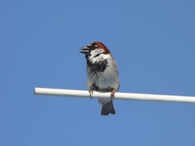 Texas Sparrow (Birds Eyeview – 35 Types!)