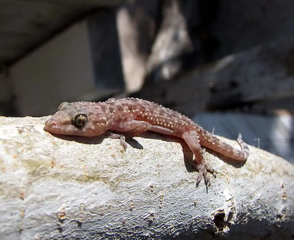 Image of a Mediterranean house gecko taking a fast bask early morning. - Texas View