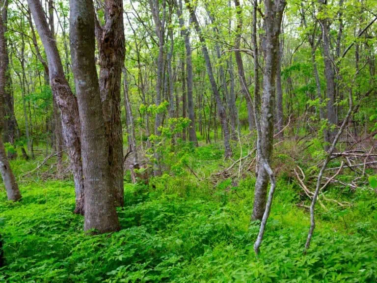 Jungle forest park in Texas Houston outdoor nature. - Texas View