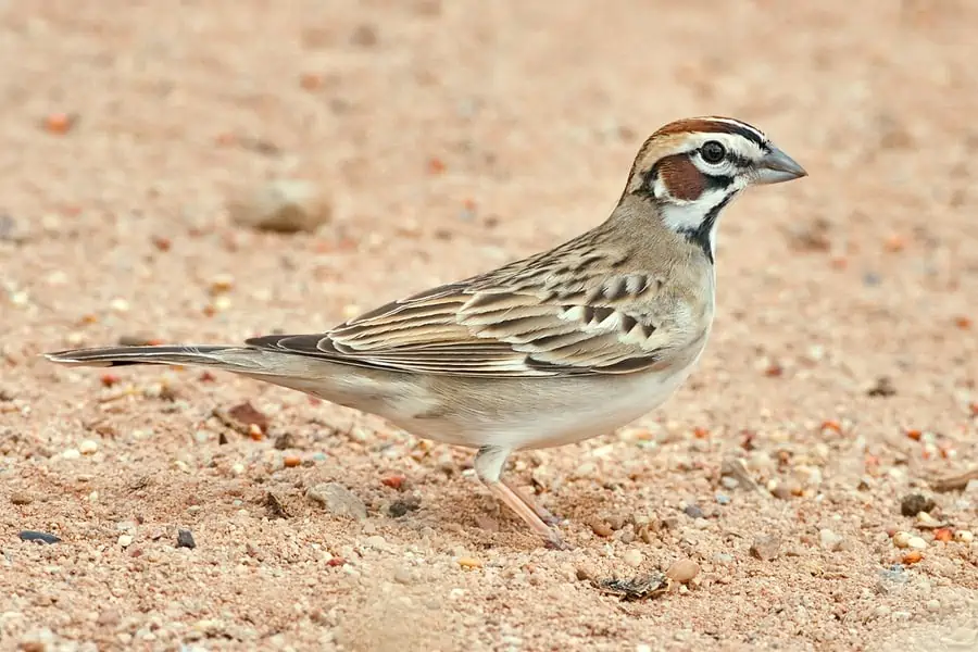 Lark Sparrow - Texas View