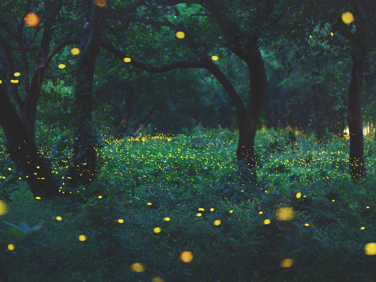 Light of firefly in forest - Texas View