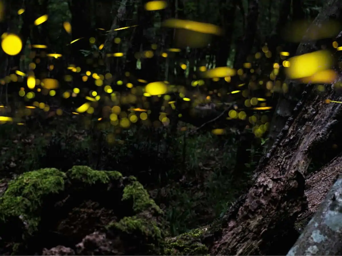 Night in the forest with fireflies. - Texas View