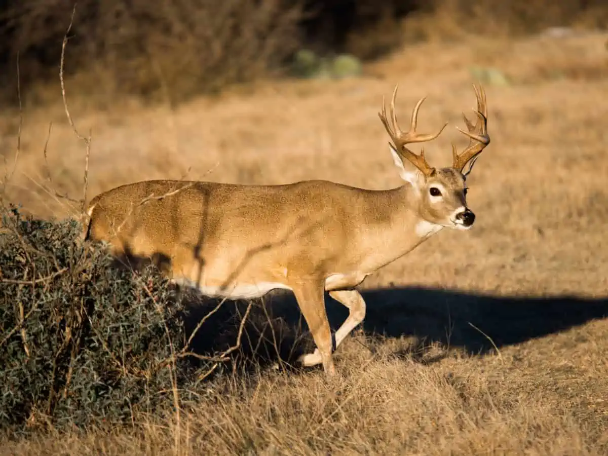 South Texas Whitetail Buck emerging from the brush. - Texas News, Places, Food, Recreation, and Life.