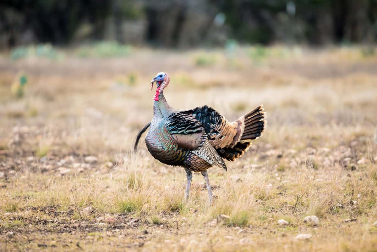 Wild Rio Grande turkey ruffled up. - Texas View