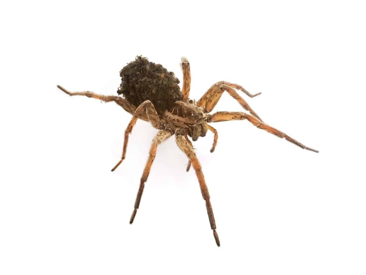 Wolf Spiders In Texas Scary Creepy Hunters