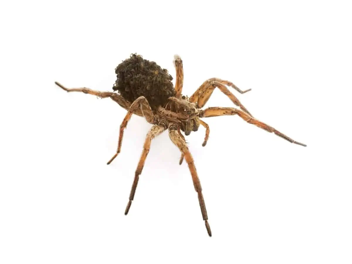 Wolf spider in front of white background - Texas View