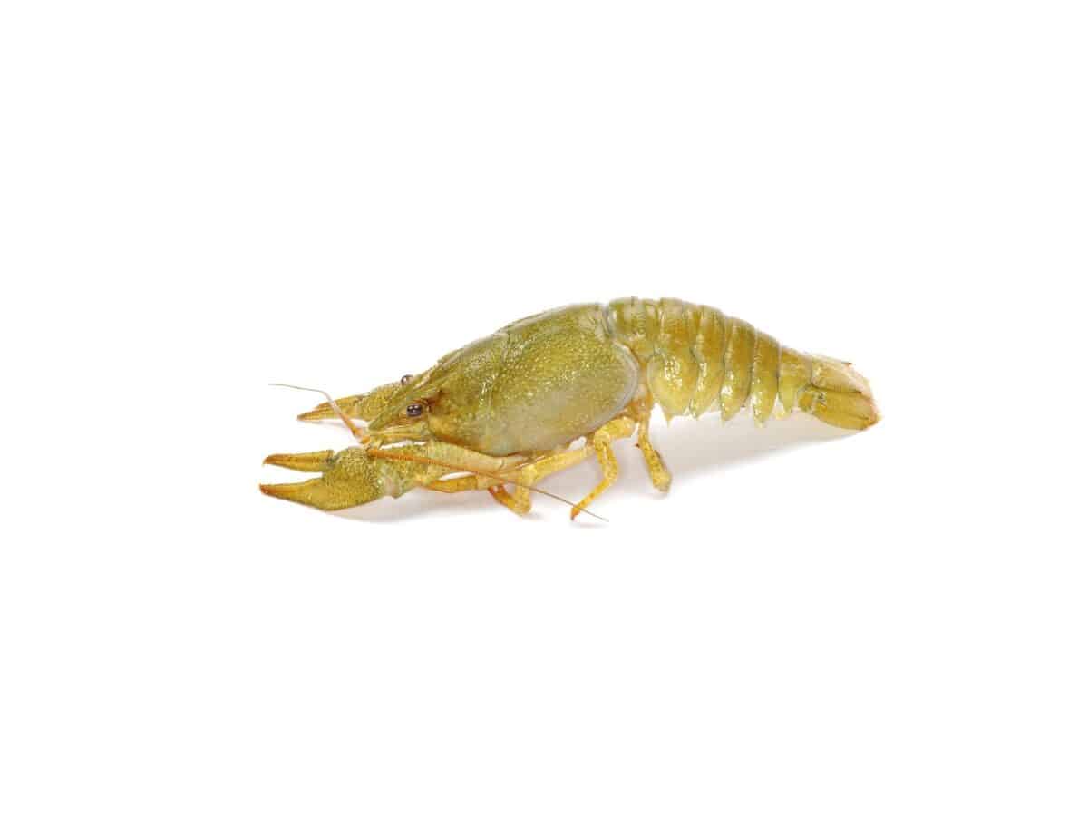 crawfish on a white background. - Texas View